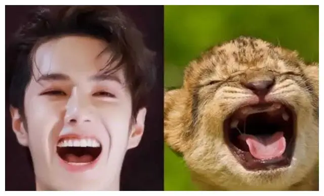 娱乐圈动物系明星排名_娱乐圈长得很像的明星_最迷人的猫系女神是谁